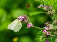 Zitronenfalter Weibchen